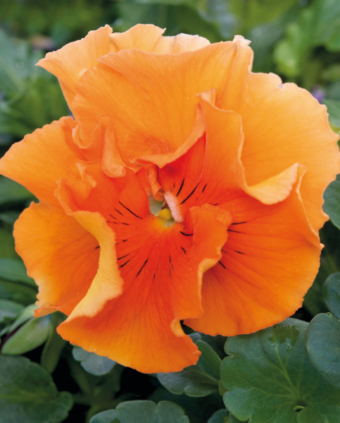 Pansy Frizzle Sizzle Orange (173)- едроцветна къдрава теменужка